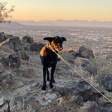 Dog on a leash